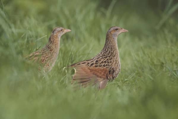 RSPB NI are delighted to confirm that six calling male Corncrakes have been recorded on Rathlin Island this breeding season.Pictured are the Corncrake Crex Crex birds. Andy Hay (rspb-images.com)