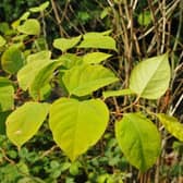 Japanese Knotweed. (Pic credit: Andrew Smith)