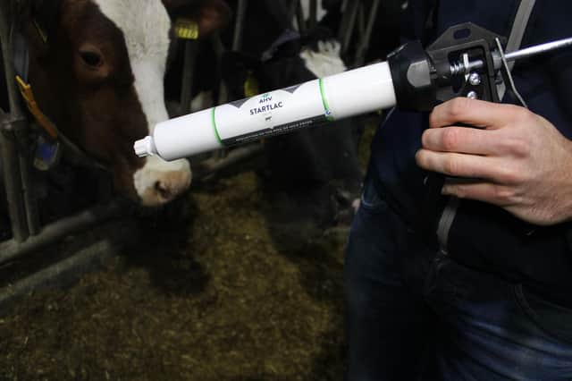 Supporting milk production in your calving cow with AHV. Picture – supplied.