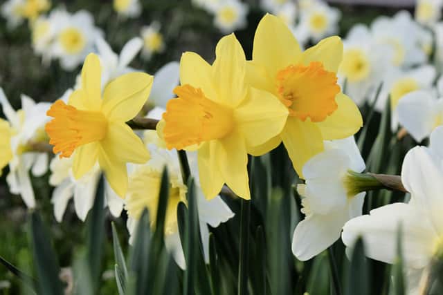 March 1 is the start of meteorological spring. Picture: Ginger Jordan / unsplash