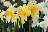 March 1 is the start of meteorological spring. Picture: Ginger Jordan / unsplash