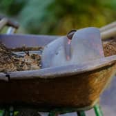 Antrim and Newtownabbey Borough Council is looking for volunteers who can contribute to the upkeep of the Coronation Garden at Hazelbank Park.  Photo: Mariya Muschard from Pixabay