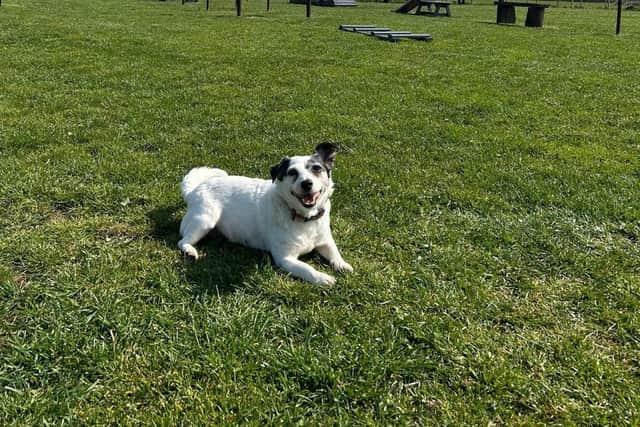 Unleashed Dog Adventure Park began as a safe space for the Taylor family to let their dogs have fun. Pic credit: Unleashed