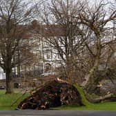 Thousands are still without power in Northern Ireland after Storm Eowyn battered the country with 80-100mph winds.  Pictured is some of the damage in Carrickfergus. Photo - Andrew McCarroll/ Pacemaker Press
