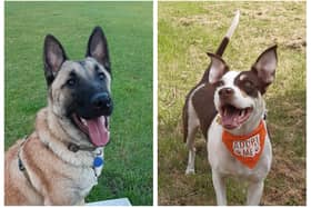 Brodie (left) and Bambi.  Photos: Little Paws Rescue