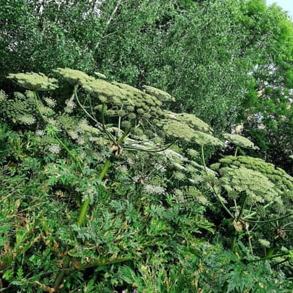 Giant hogweed