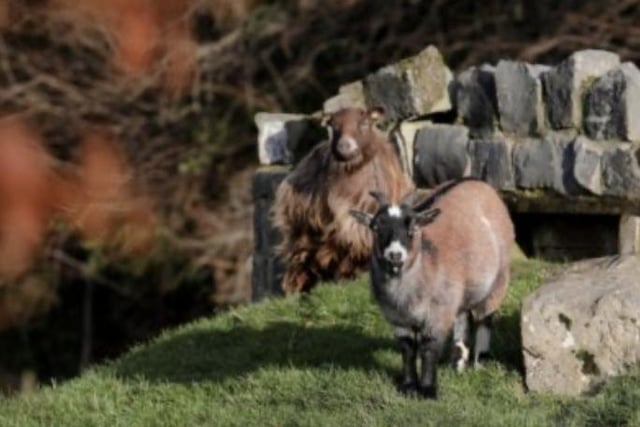 Located in Craigavon City Park, this facility protects rare native breeds such as Irish Moiled cattle, Galway sheep, and Dexter cows. Visitors can explore the restored farmhouse gardens, rare breed paddocks, and educational trails celebrating Northern Ireland’s rural heritage.