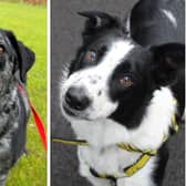 Merle and Bob are both handsome boys.
