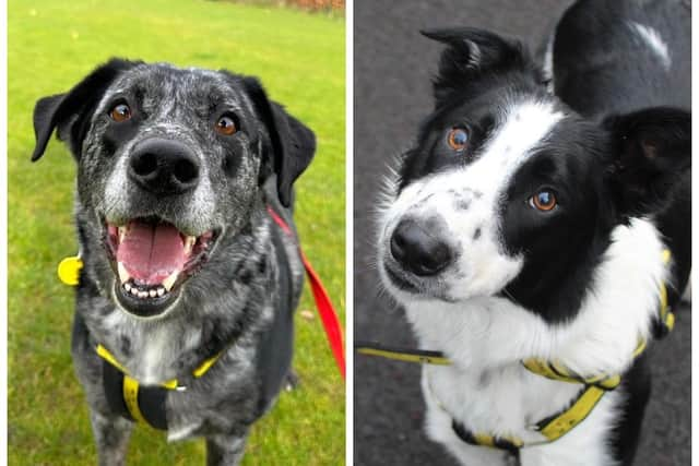 Merle and Bob are both handsome boys.