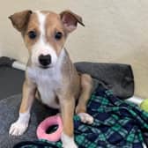 One of the rescued puppies.  Photo: Dogs Trust Ballymena