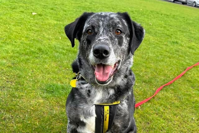 Four-year-old Merle is an Australian cattle dog / Labrador cross.