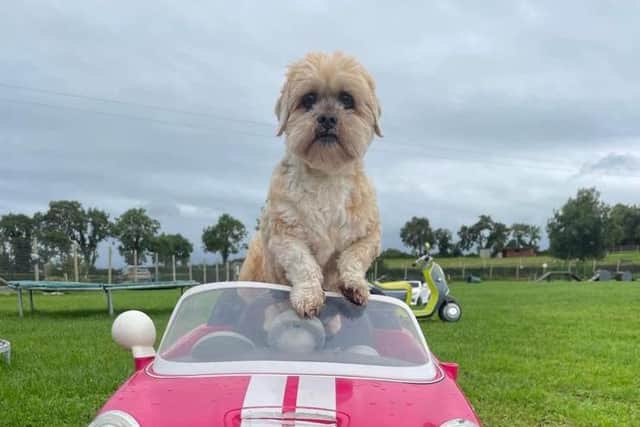Dogs are gearing up to fight to save their beloved play park. Pic credit: Unleashed