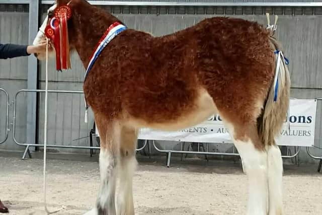 Overall Champion & Foal Champion – Macfin Highland Queen with owner Craig Hanna. CREDIT CLHBS