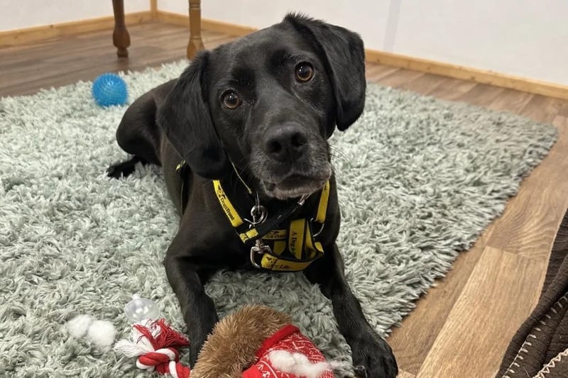 Buddy is a beautiful Labrador cross who is looking for his forever home. He is a super friendly boy who just loves a fuss! Because of this, Buddy would prefer a home in a quieter area with no other pets so he can enjoy all the attention to himself! He could live with children 14+ who are used to spending time around dogs. Buddy would benefit from a large, secure garden where he can play and enjoy enrichment games to help burn some of his Labrador energy. Buddy will thrive with a daily routine where he does not encounter other dogs, as he finds interactions with them overwhelming. Therefore, his new home should not have other neighbouring dogs that he can hear or see in the garden, and he would love to be walked in quieter areas where he can just spend quality time with his human.