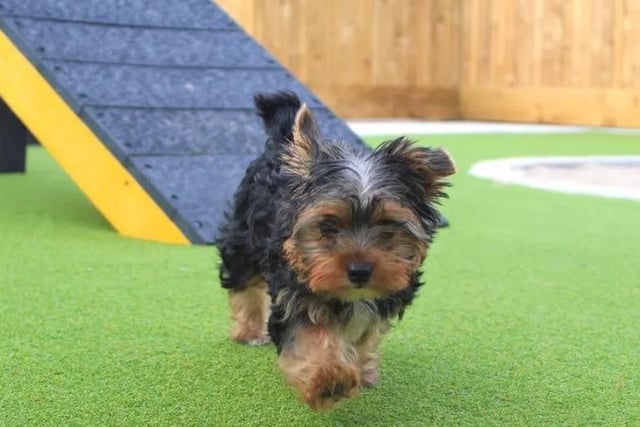 A three month old Yorkshire Terrier puppy, Oscar is a very nervous little boy and will need a patient and understanding home who are willing to spend a lot of time with him. When initially meeting people he will shy away and is worried by any sudden or loud noises in his foster home, so the team are looking for any children in the home to be of at least secondary school age and to be dog savvy.  Any adopters must be willing to attend the charity's Dog School training classes, where Oscar will learn some new skills.
