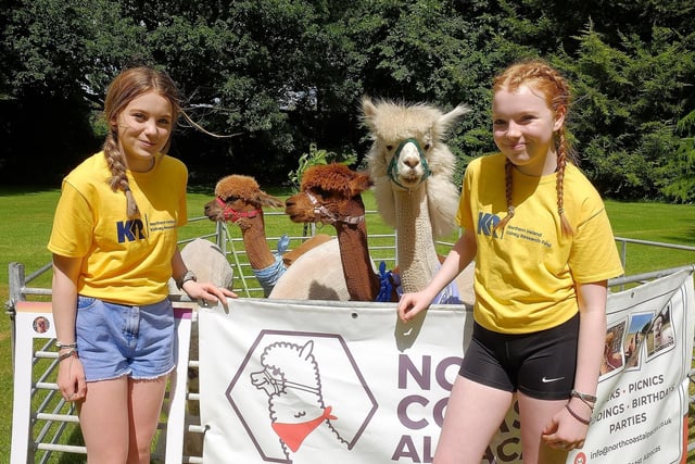 Alesha McCaughan and Chelsea McLester meet the alpacas at Garden Open Day in aid of N. Ireland Kidney Research Fund. CREDIT: LiamMcArdle.com