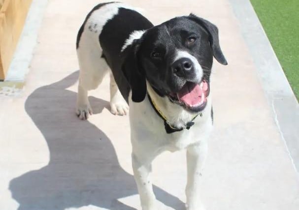 Bailie is a very sweet and friendly seven month old Labrador and Springer Spaniel crossbreed.  Bailie's adopters will need to be patient and understanding as he will require some help with his confidence building. He is unsure of new scenarios and will look for someone to cuddle when he feels a bit nervous. He has happily lived in a family environment and can be adopted into a home with children. He could also potentially live with another dog after successful meets at the rehoming centre.