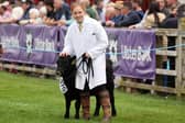 Cattle judging at the show.