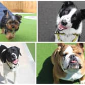 A total of 16 dogs are currently available to adopt at the Dogs Trust Ballymena rehoming centre.  Photos: Dogs Trust Ballymena