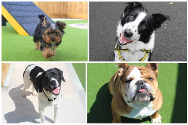 A total of 16 dogs are currently available to adopt at the Dogs Trust Ballymena rehoming centre.  Photos: Dogs Trust Ballymena
