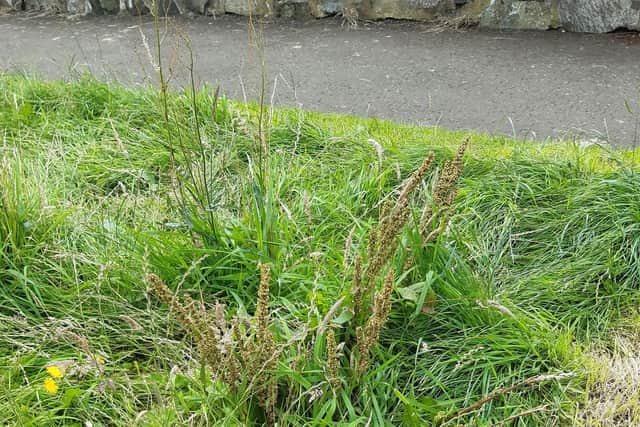 Grass verge. Pic: Local Democracy Reporting Service