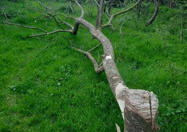 One of the trees which was cut down. Pic: PSNI.