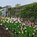 Beautiful blooms on display at Glenarm Castle. Picture: National World