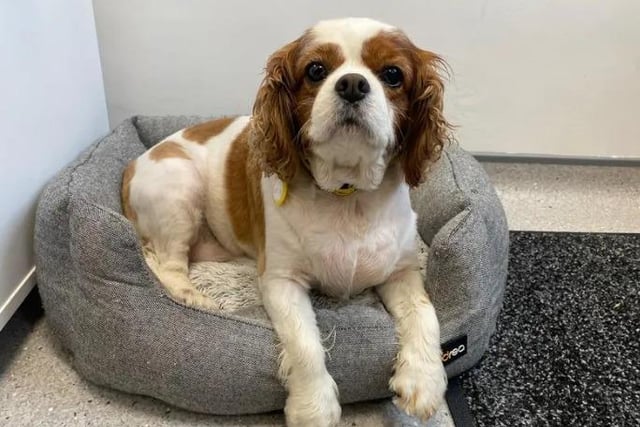 Cavalier King Charles Spaniel Mia is looking for someone special to spoil her and give her all the love and attention she deserves. Mia is living in a foster home at the minute and loves going for walks or pottering around the garden and investigating everything. She is quite content to snooze if the foster carer has to go out for a short time and loves to greet them with a waggy tail when they get back. She could live with another dog after successful meets at the rehoming centre.