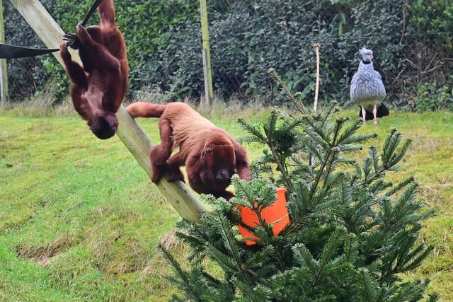 The Venezuelan Red Howler Monkeys having fun with the donated Christmas trees.