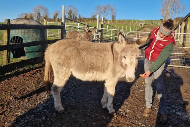 The donkeys at Primrose Cottage Farm and gentle and loving. Pic credit: NIWD