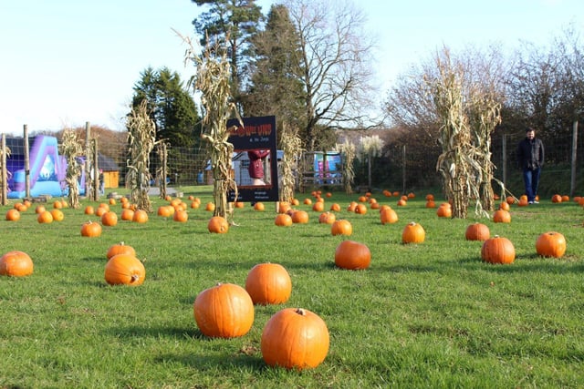 Jungle NI is located at 60 Desertmartin Road, Moneymore.
Adults: £7.50 
Kids: £20 (Including entry, one pumpkin token and four additional activity tokens)
Specifically for younger kids and their families, Hallowee’uns invites you to The Jungle NI for pumpkin picking and carving.
Not only that but you’ll also have the chance to go on the Haunted Haycart Ride where the wicked witch will take you around the grounds telling you her best stories, toast delicious Marshmallows and can enjoy the classic jungle activities such as archery, climbing wall, rodeo bull, bungee trampolines and paintball target shooting.  
Come in your best fancy dress and win spot prizes. You will receive one pumpkin token and four additional tokens to be spent elsewhere in the Jungle with every kids ticket.
