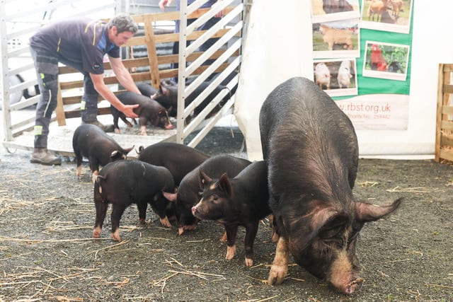 Robbie Neill from Stonebridge Cottage Farm, Derryboy, unloads his Native Priority Breed Berkshire pigs.