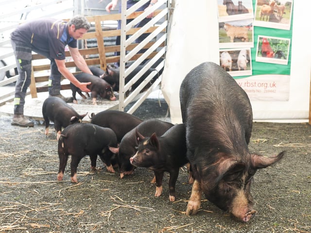 Robbie Neill from Stonebridge Cottage Farm, Derryboy, unloads his Native Priority Breed Berkshire pigs.