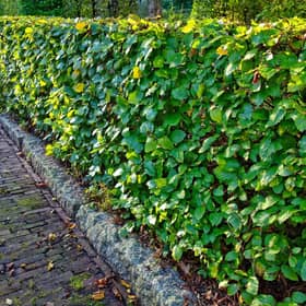 Lisburn and Castlereagh City Council tops the list for the most high hedge complaints in the UK. Pic credit: Pixabay