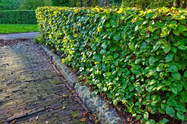 Lisburn and Castlereagh City Council tops the list for the most high hedge complaints in the UK. Pic credit: Pixabay