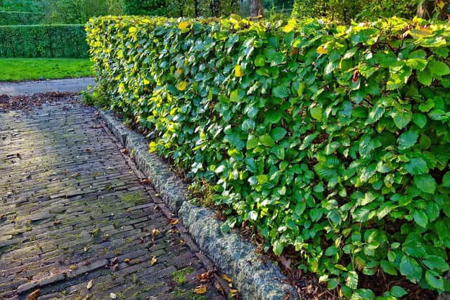 Lisburn and Castlereagh City Council tops the list for the most high hedge complaints in the UK. Pic credit: Pixabay