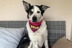 ​’Bella’ wearing her beautiful bandana.