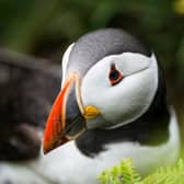 Puffin laid down on the coast.