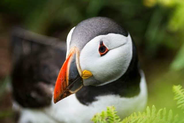 Puffin laid down on the coast.