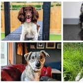 Seven dogs are currently awaiting adoption at the Ballymena rehoming centre, including Jai, Pablo, Wolfie, and Desmond.  Photos: Dogs Trust