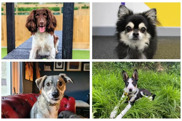 Seven dogs are currently awaiting adoption at the Ballymena rehoming centre, including Jai, Pablo, Wolfie, and Desmond.  Photos: Dogs Trust