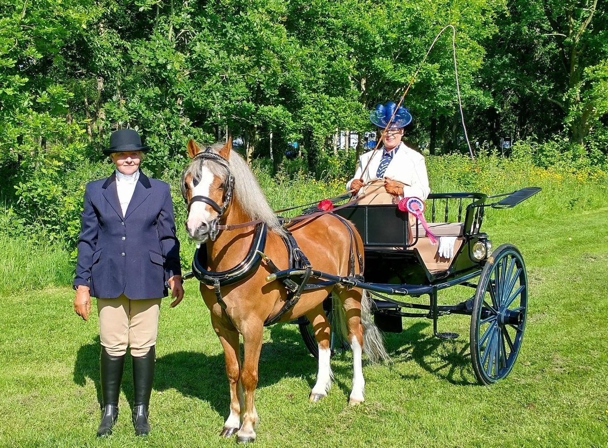 Lurgan Show: new competitor wins five awards with Welsh pony