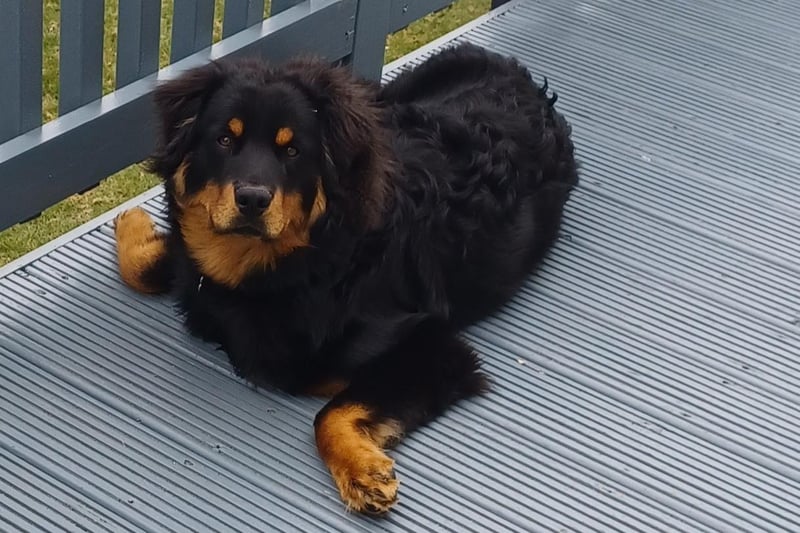 Brenda Doherty writes: "This is our beautiful boy. His poor mummy was dumped whilst pregnant. She gave birth to 6 pups at Almost Home Animal Rescue NI. Mummy and pups got rehomed. He is magnificent a big 8 month bundle of fun and we love him to bits. People always stop and comment on him. He's like a big Teddy bear and I'm grateful to all the team at Almost Home for looking after him and all the other wee souls they rescue."