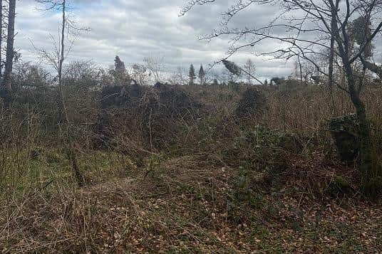 Damage caused by Storm Éowyn to Pomeroy Forest in January 2025 | Supplied