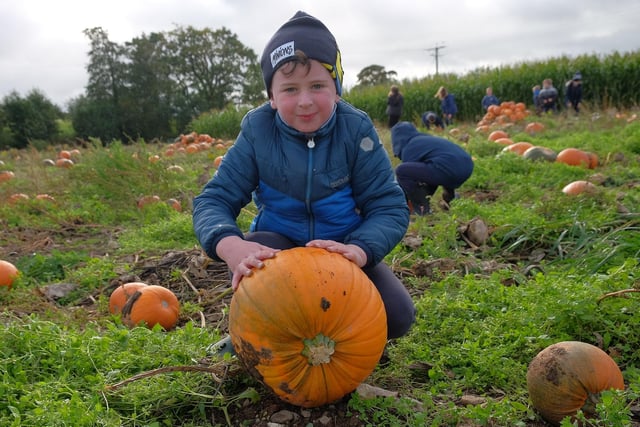 Picking a pumpkin in Loughgall, Co Armagh. CREDIT: LiamMcArdle.com
