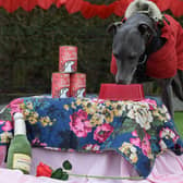 Mr Blue Sky, one of the dogs currently being cared for by Dogs Trust, enjoying a Valentine’s meal thanks to Lily’s Kitchen.