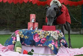 Mr Blue Sky, one of the dogs currently being cared for by Dogs Trust, enjoying a Valentine’s meal thanks to Lily’s Kitchen.