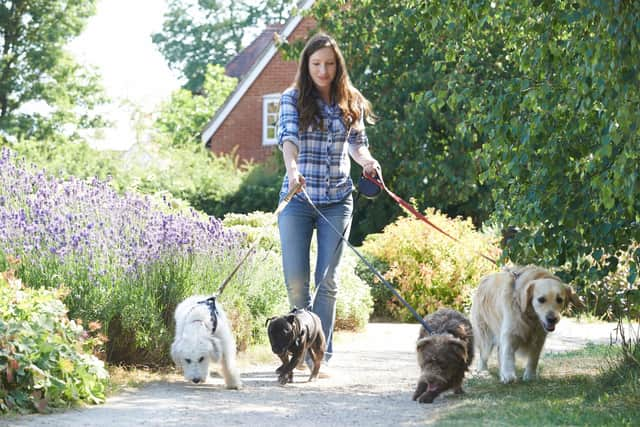 Dog walking dream among career changes (photo: Adobe)