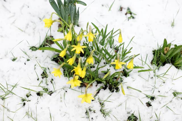 Spring blooms popping through the snow in the Drumbo area of Co. Down.  Picture: Jonathan Porter/PressEye