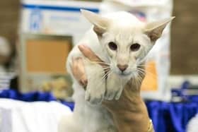 A cat is judged during a previous show. The Ulster Siamese and All Breed Cat Show is set to return for the first show since 2019 after the Covid-19 pandemic forced it to take a temporary hiatus.